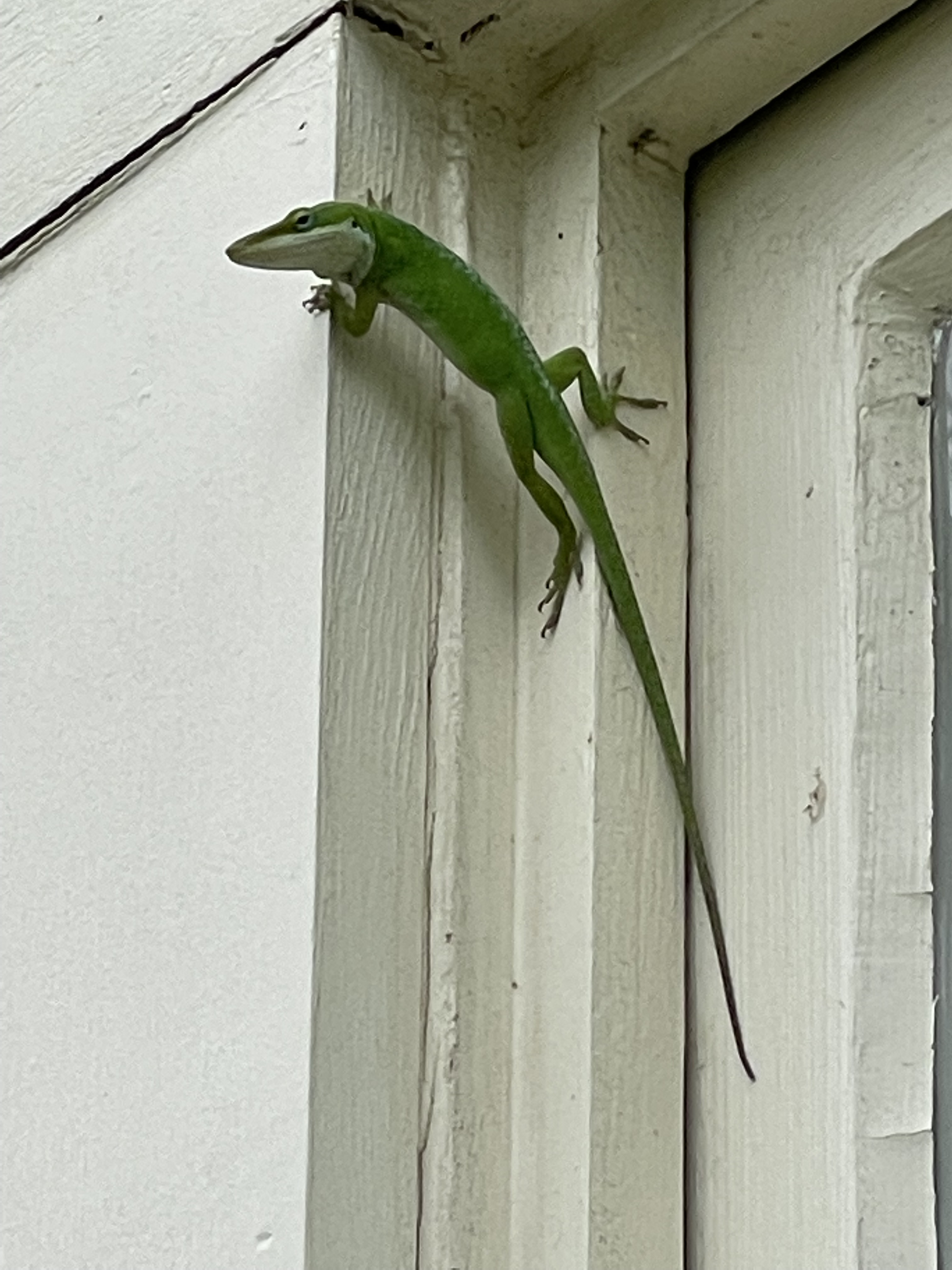 The Small Window When A Lizard Outproduces Any Other Lure… 