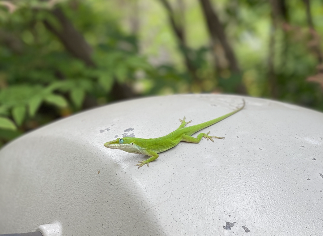anole on the grill