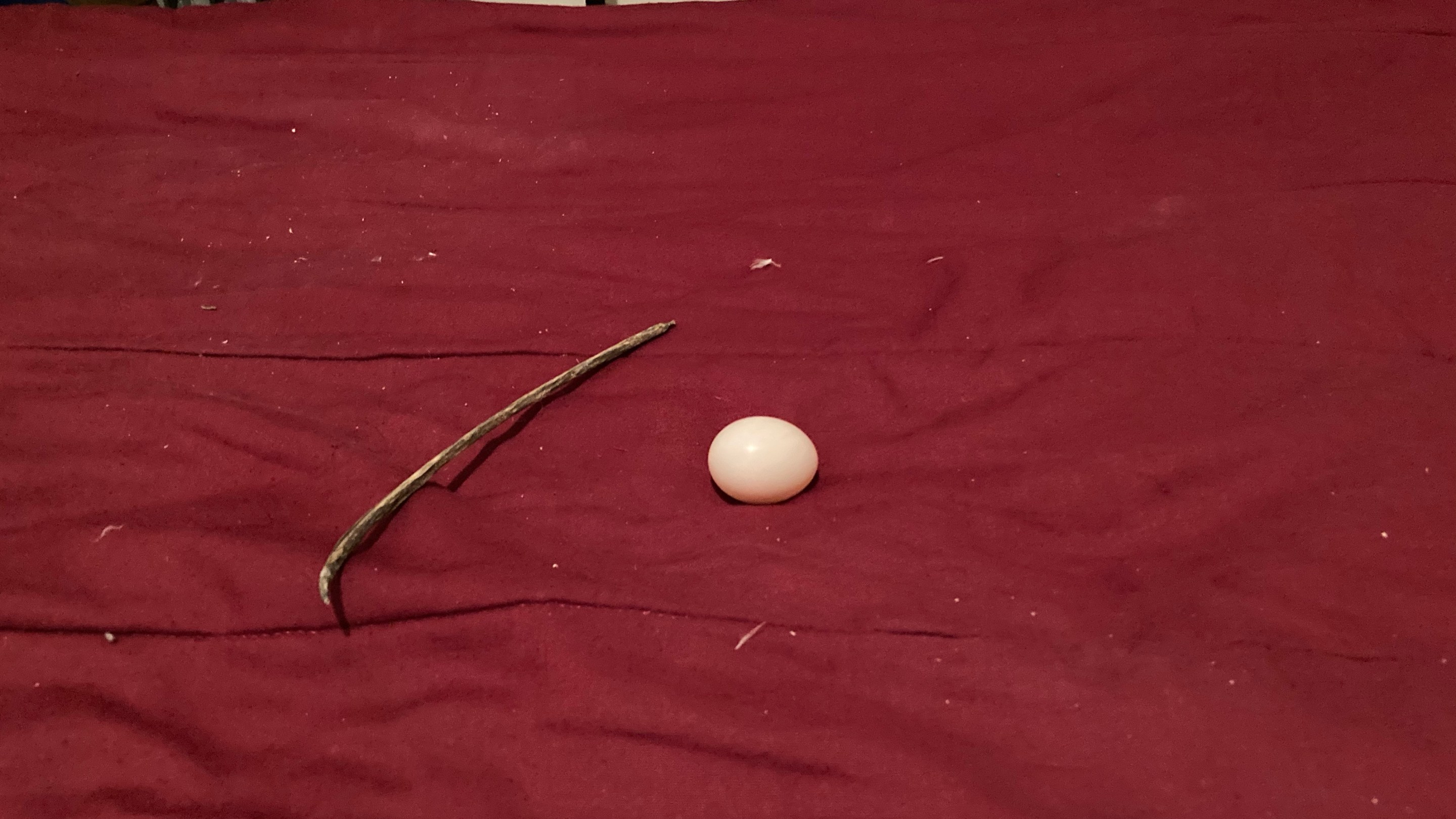 A pigeon nest comprising of a single stick and egg on top of a bed.