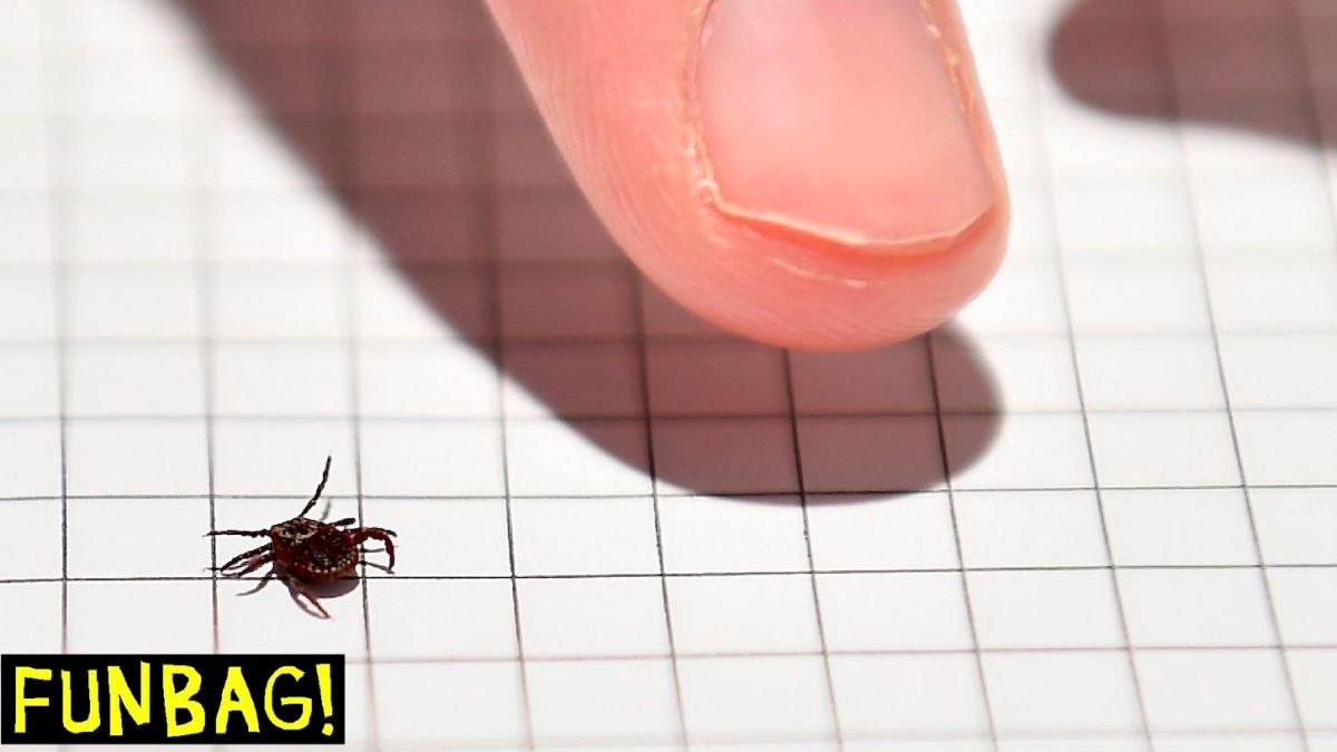 A tick is photographed in the laboratory of the INRA (Institut National de la Recherche Agronomique) which constitutes a "tiquothèque" to study its geographical distribution, the presence of disease, the development of the Lyme disease on September 28, 2018 in Champenoux, eastern France. - The laboratory appeals to the private individuals to collect the ticks having pricked them. (Photo by JEAN-CHRISTOPHE VERHAEGEN / AFP) (Photo by JEAN-CHRISTOPHE VERHAEGEN/AFP via Getty Images)
