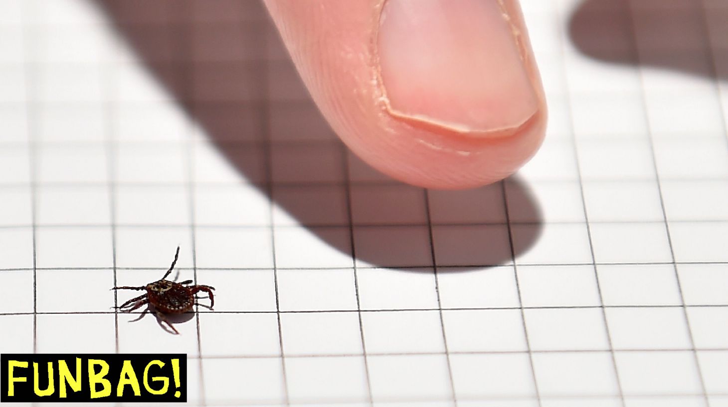 A tick is photographed in the laboratory of the INRA (Institut National de la Recherche Agronomique) which constitutes a "tiquothèque" to study its geographical distribution, the presence of disease, the development of the Lyme disease on September 28, 2018 in Champenoux, eastern France. - The laboratory appeals to the private individuals to collect the ticks having pricked them. (Photo by JEAN-CHRISTOPHE VERHAEGEN / AFP) (Photo by JEAN-CHRISTOPHE VERHAEGEN/AFP via Getty Images)