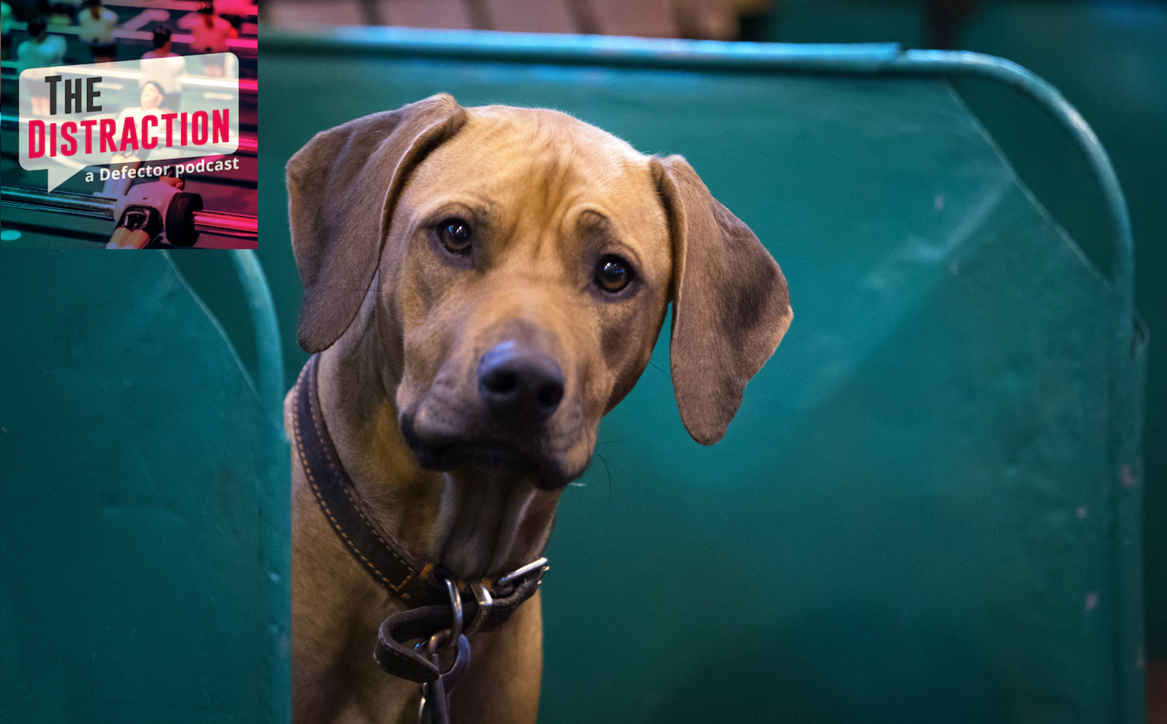 A Rhodesian ridgeback at the Crufts Dog Show in 2017. A good lad.