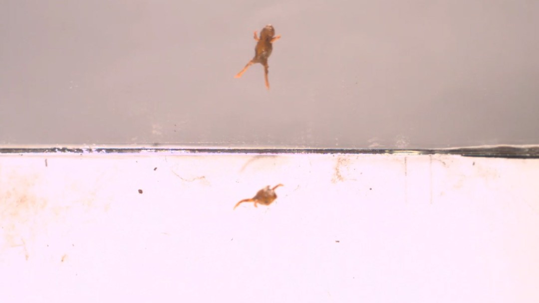 ¿Por qué esta pequeña rana salta tan mal?