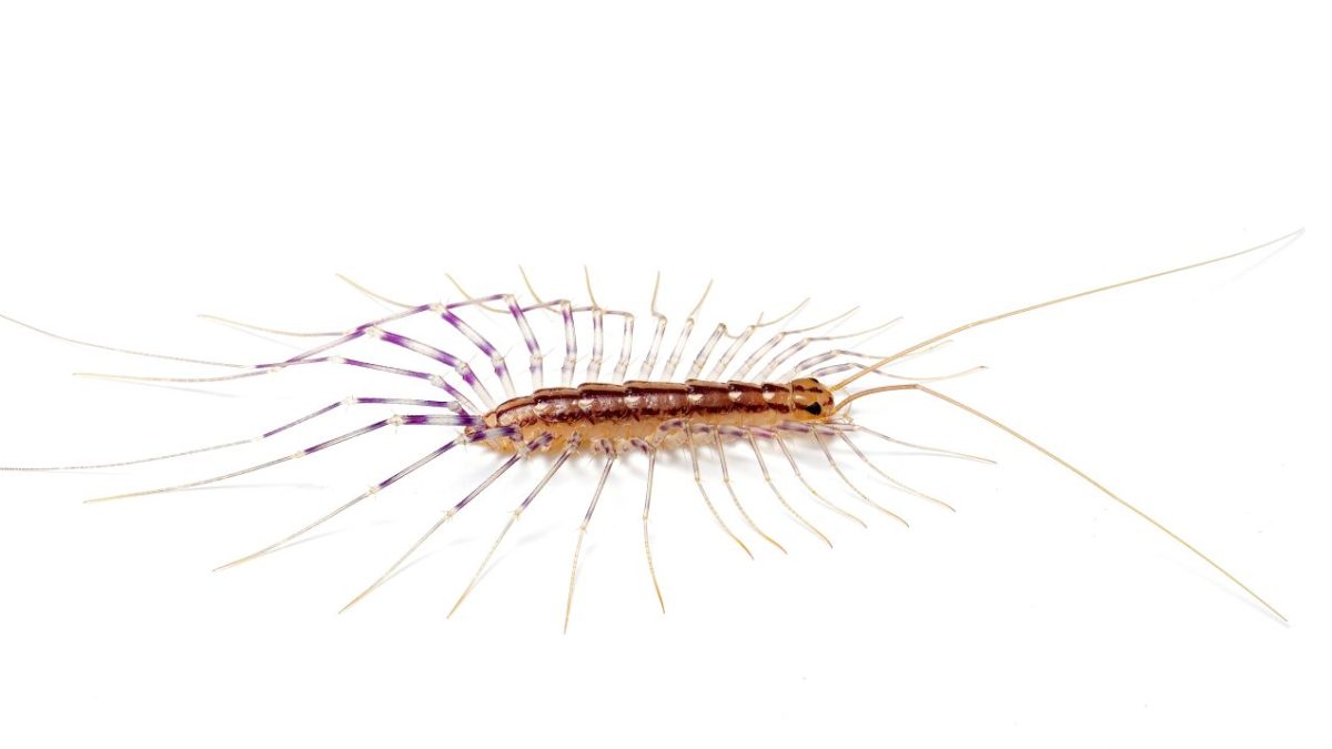 a photo of the house centipede, Scutigera coleoptrata