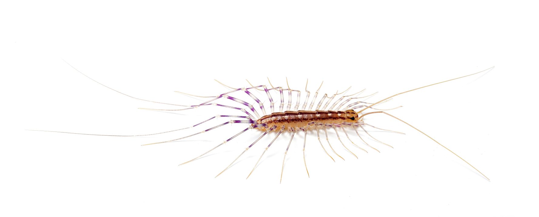a photo of the house centipede, Scutigera coleoptrata
