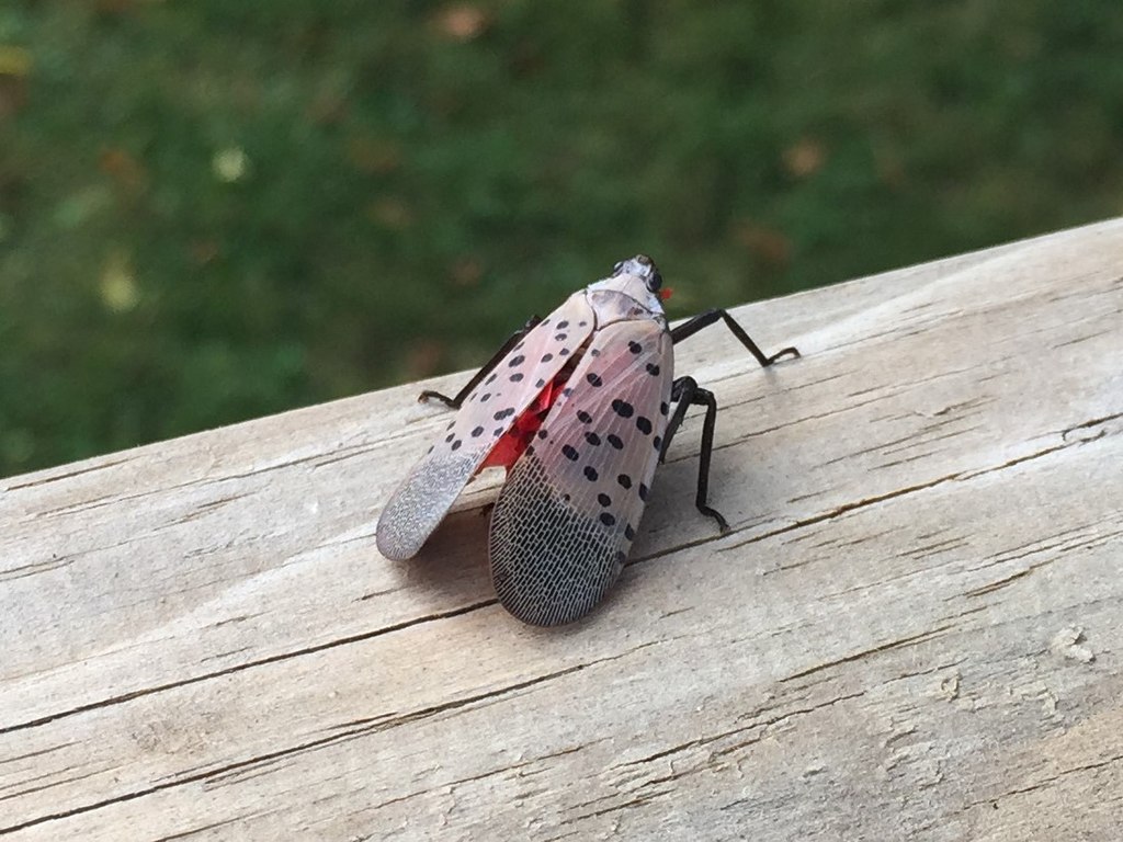 My enemy, the spotted lanternfly.
