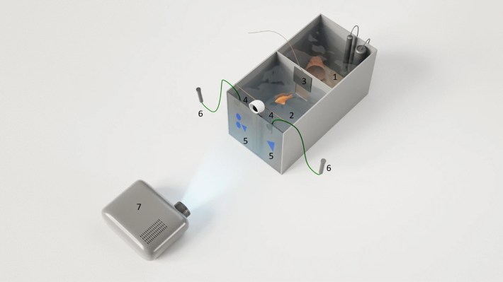 A rendering of a cichlid fish in a tank being presented with a math problem.