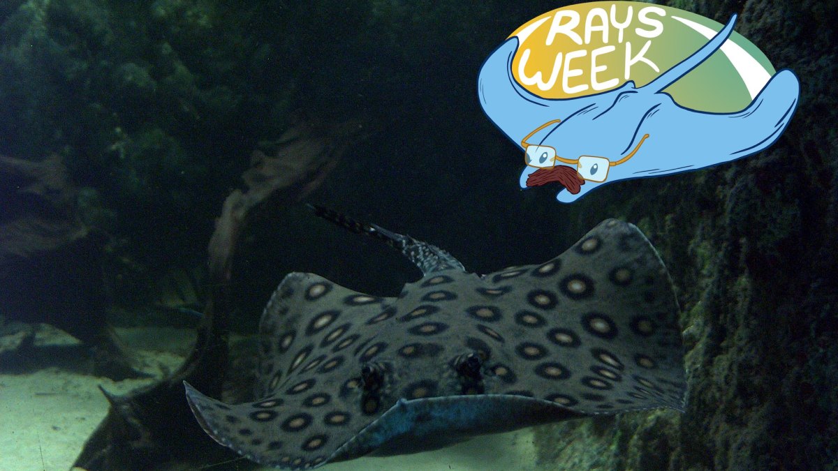 A ocellate river stingray swimming, along with a logo for Rays Week.