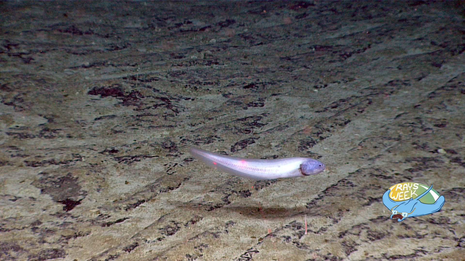 A deep-sea cusk eek in the family Bassozetus glimpsed in the Central Pacific Basin.