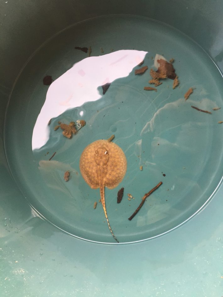 A newborn Potamotrygon stingray, squee!