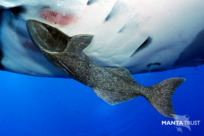 A giant remora next to a wound it left on a manta ray's skin.