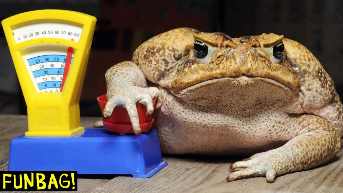 Cane toad Agathe sits on a toy balance during an inventory at the zoo in Hanover, central Germany, on January 5, 2011. All habitants of the zoo are to be counted, weighed and measured during the week long inventory. Agathe has a weight of 1850 grams. AFP PHOTO HOLGER HOLLEMANN GERMANY OUT (Photo credit should read HOLGER HOLLEMANN/DPA/AFP via Getty Images)