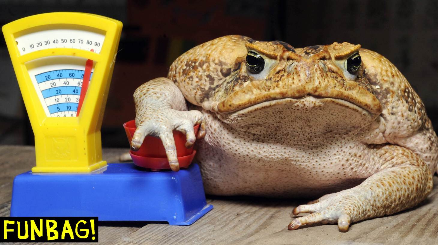 Cane toad Agathe sits on a toy balance during an inventory at the zoo in Hanover, central Germany, on January 5, 2011. All habitants of the zoo are to be counted, weighed and measured during the week long inventory. Agathe has a weight of 1850 grams. AFP PHOTO HOLGER HOLLEMANN GERMANY OUT (Photo credit should read HOLGER HOLLEMANN/DPA/AFP via Getty Images)
