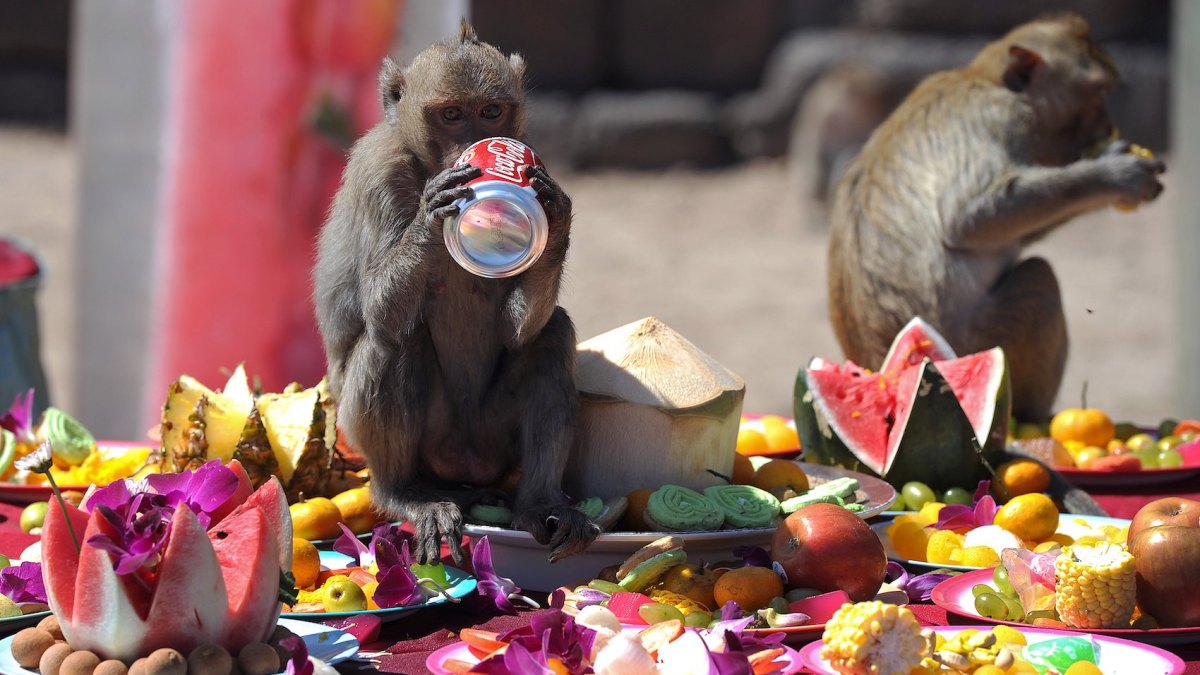 Monkeys eat fruit and drink soda in front of an ancient temple during the annual "monkey buffet" in Lopburi province, some 150 kms north of Bangkok on November 27, 2011.
