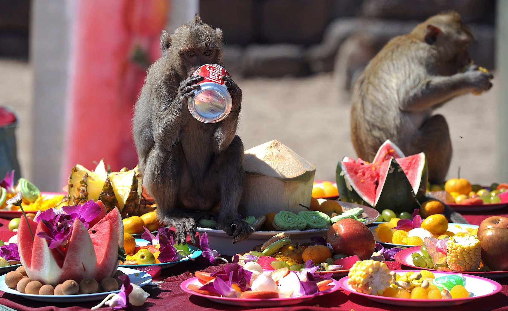 Monkeys eat fruit and drink soda in front of an ancient temple during the annual "monkey buffet" in Lopburi province, some 150 kms north of Bangkok on November 27, 2011.