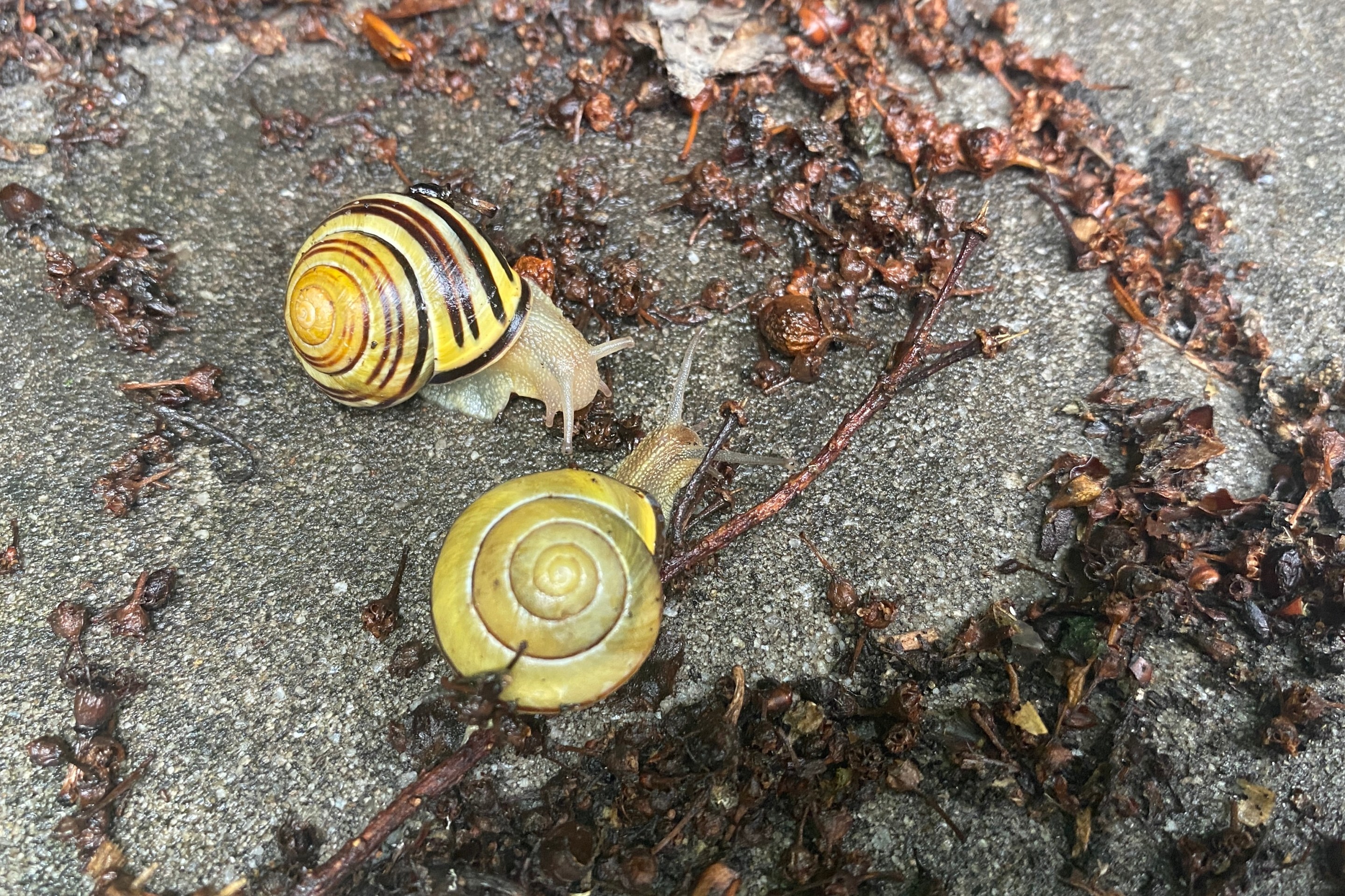 Two brown-lipped snails, cepea nemoralis, on the concrete.