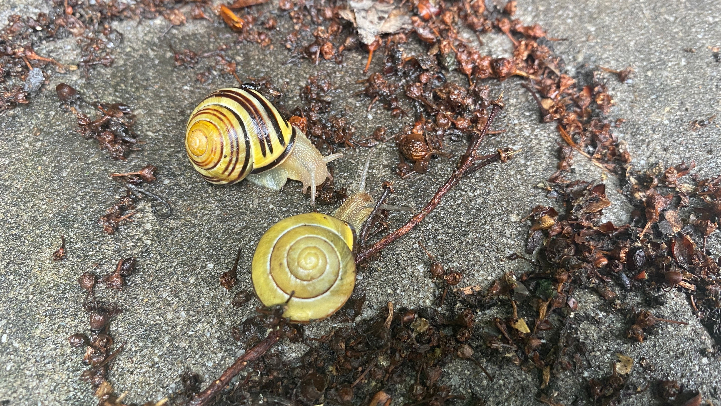 Two brown-lipped snails, cepea nemoralis, on the concrete.