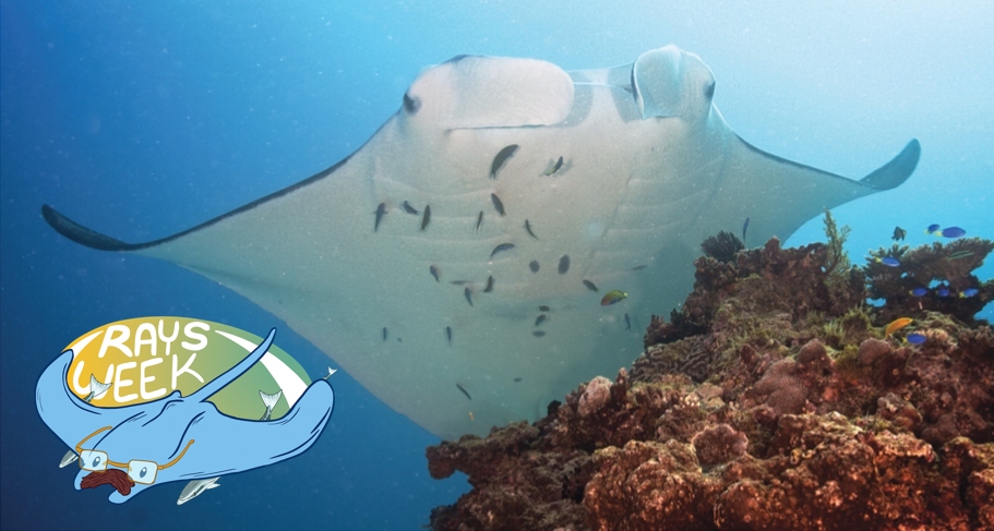 A manta ray perches at a cleaning station, where tiny fish clean its skin. The Ray Week logo is also here in the bottom left corner, featuring easter egg remoras.