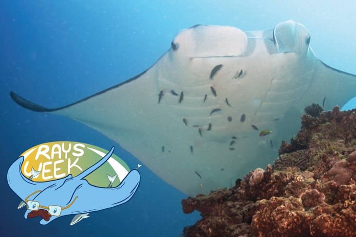 A manta ray perches at a cleaning station, where tiny fish clean its skin. The Ray Week logo is also here in the bottom left corner, featuring easter egg remoras.