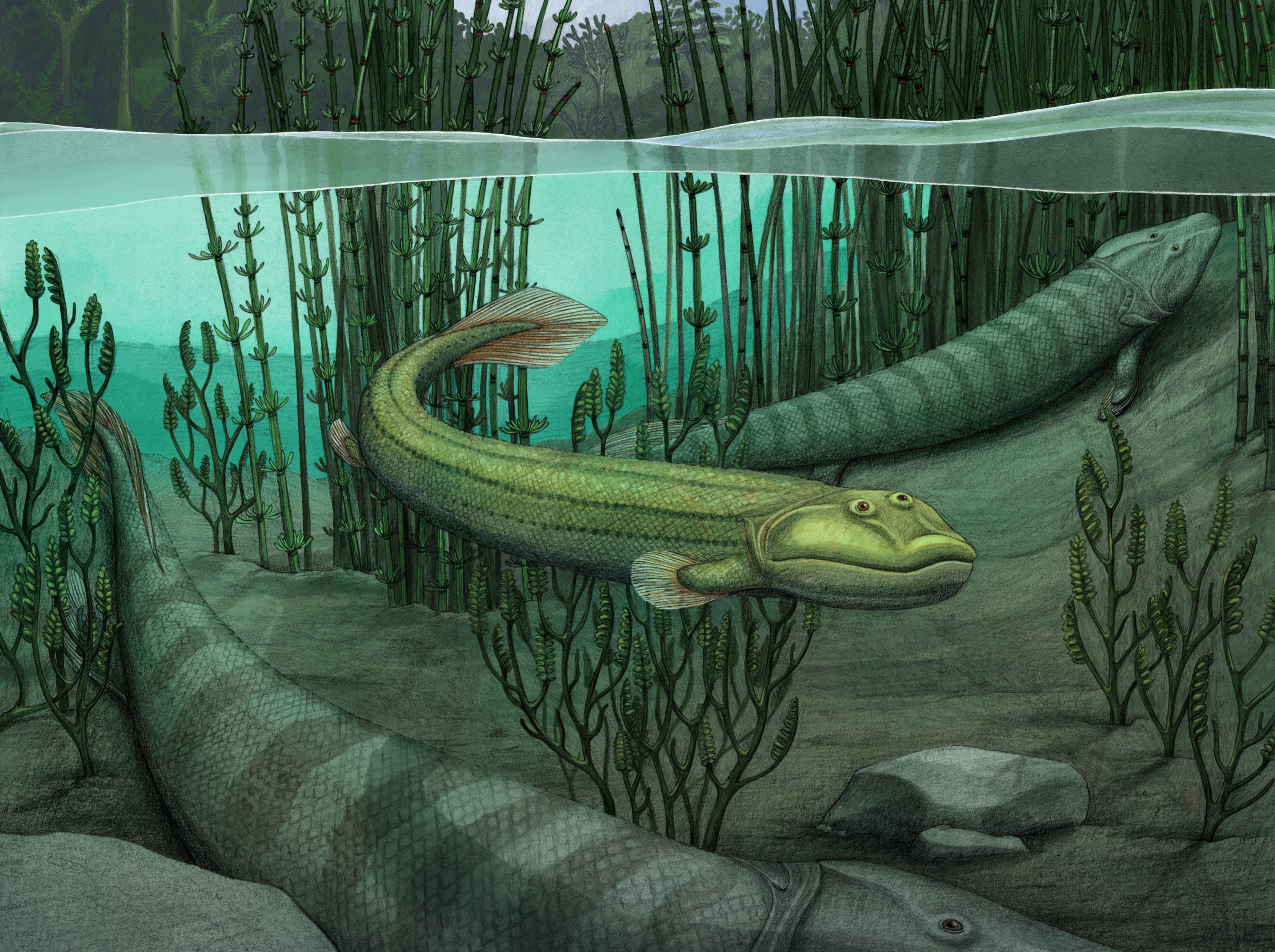 The new fossil fish, Qikiqtania wakei, with its famous cousin Tiktaalik below.