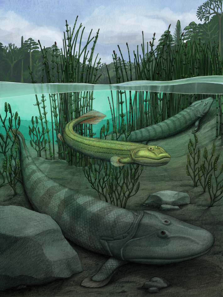 The new fossil fish, Qikiqtania wakei, with its famous cousin Tiktaalik below
