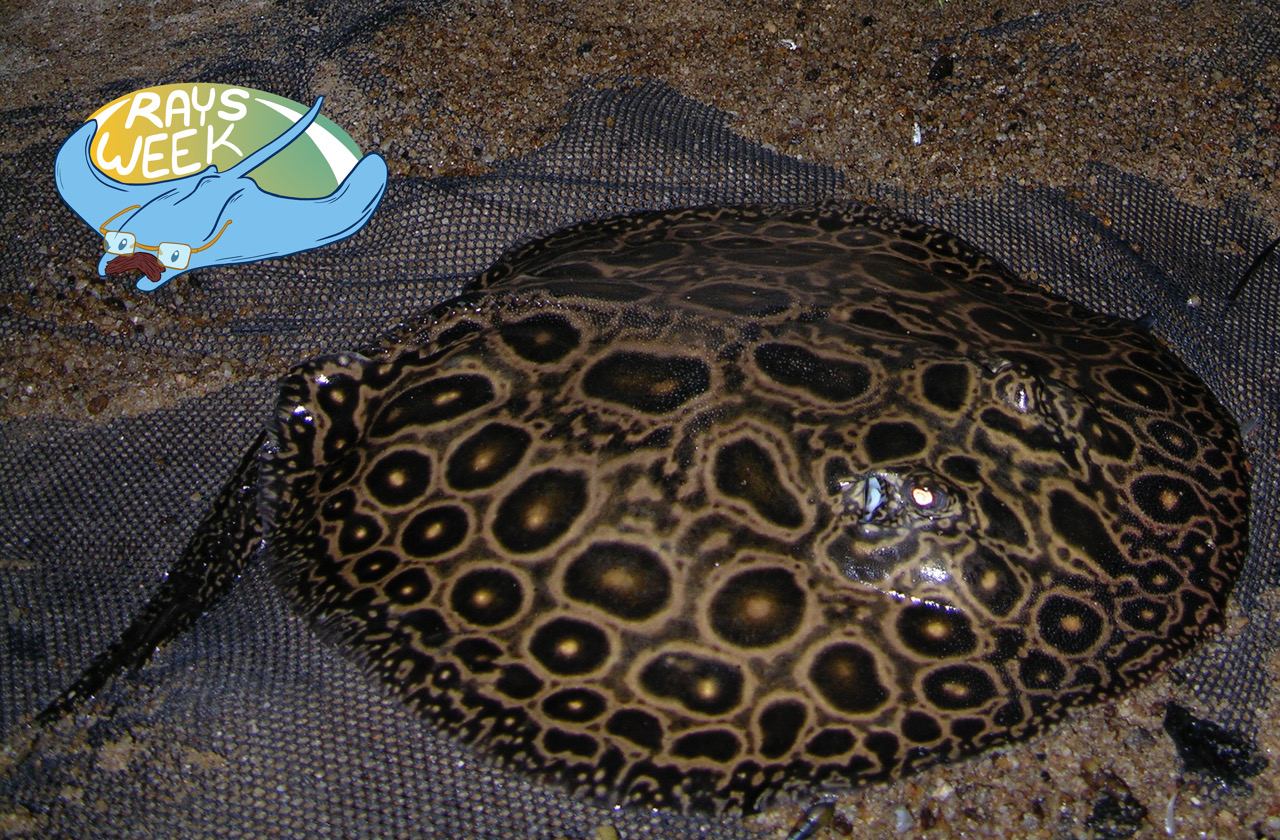 The stingray Potamotrygon jabuti, collected from the Tapajós river.