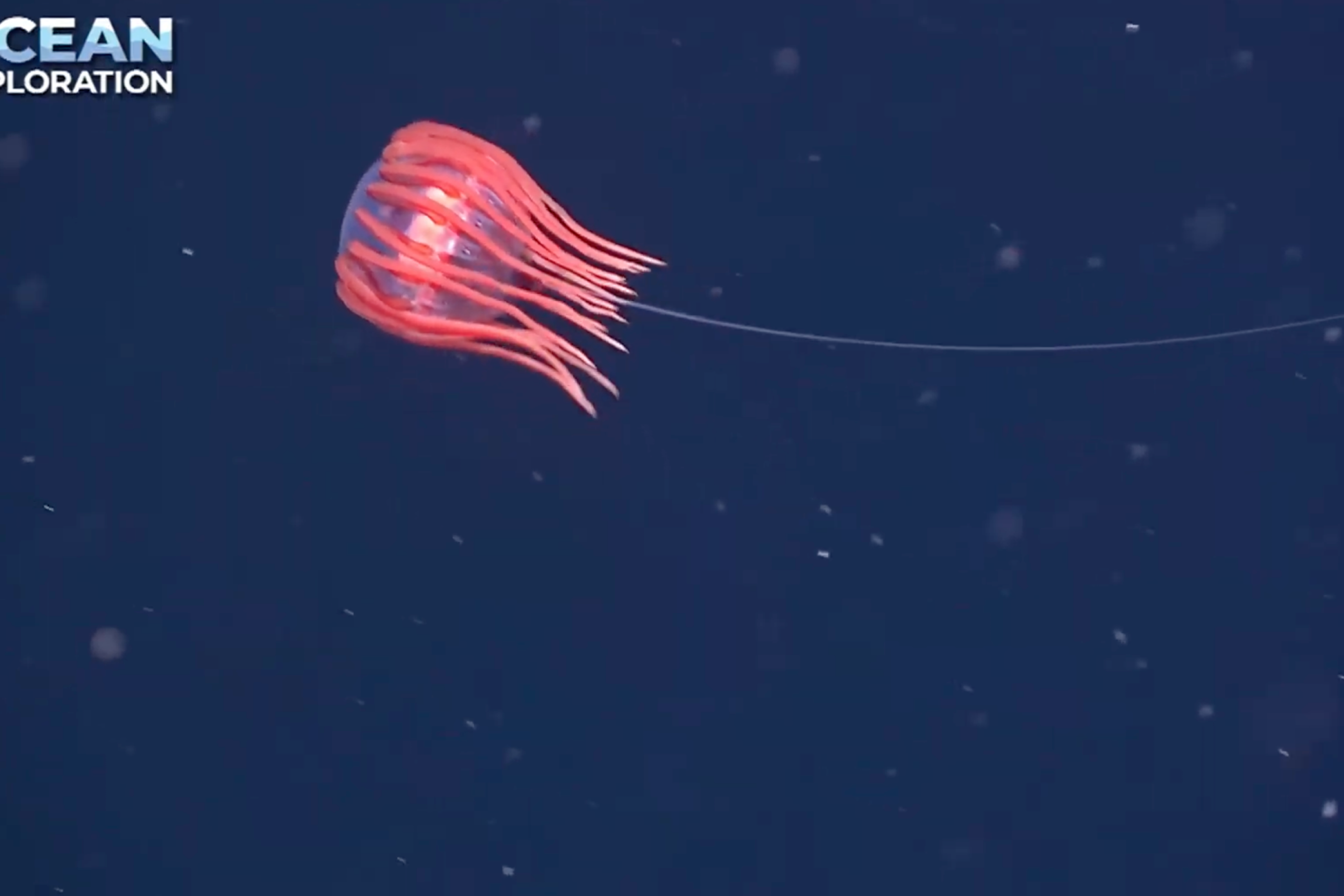 A mysterious jellyfish with one long tentacle