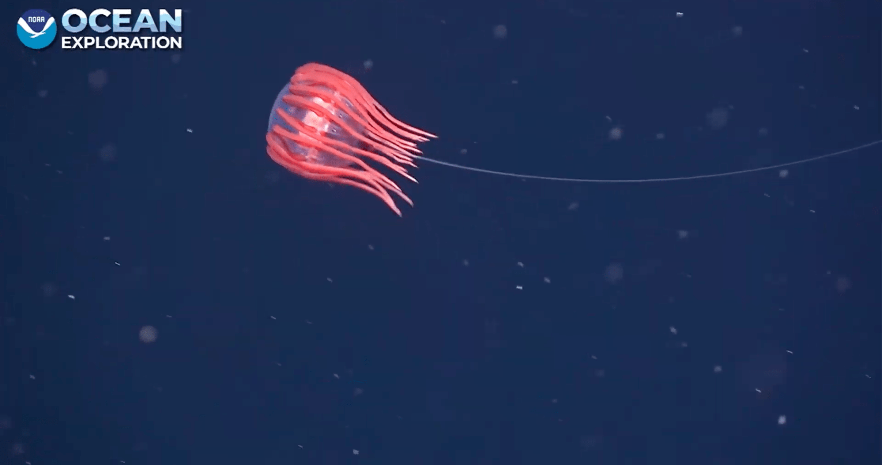 A mysterious jellyfish with one long tentacle