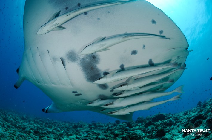 A group of remoras clings to the underside of a manta ray.