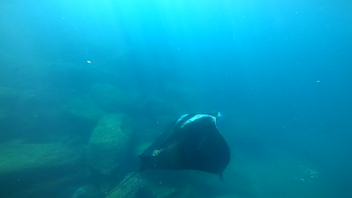 A manta ray being cleaned by a Cortez angelfish.