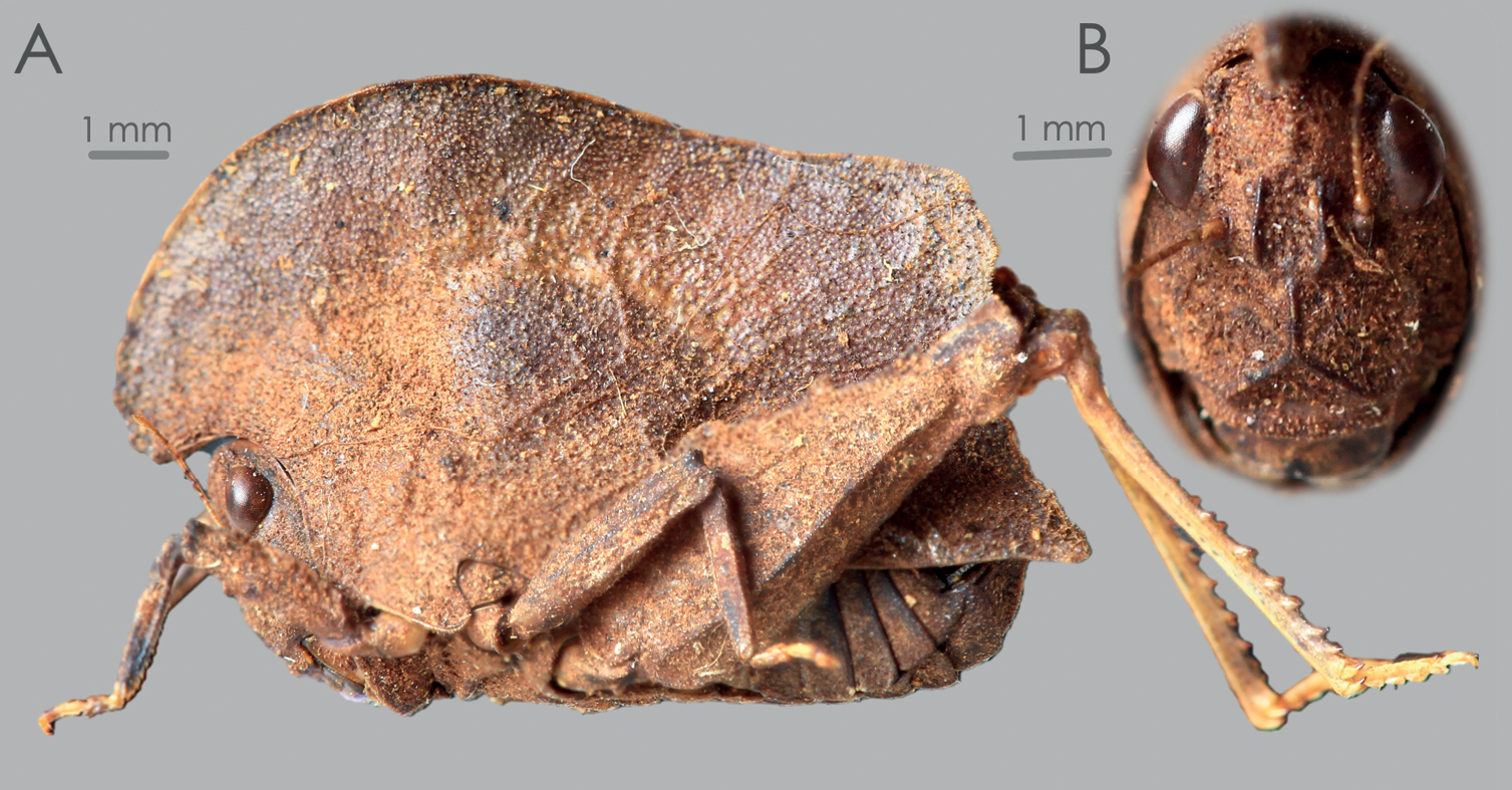 The newly described Malagasy litterhopper, Valalyllum folium.