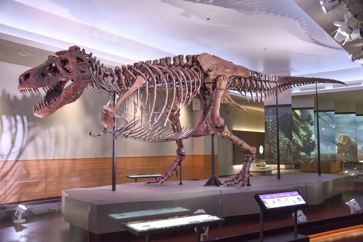 The fossil mount of Sue, a large T. rex at the Field Museum, standing in front of exhibit text and graphics.