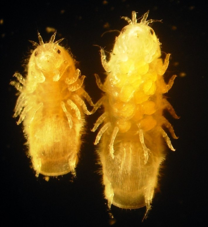 A photo of two marine isopods called gribbles, which appear light yellow against a black background. The gribbles look like little bugs.