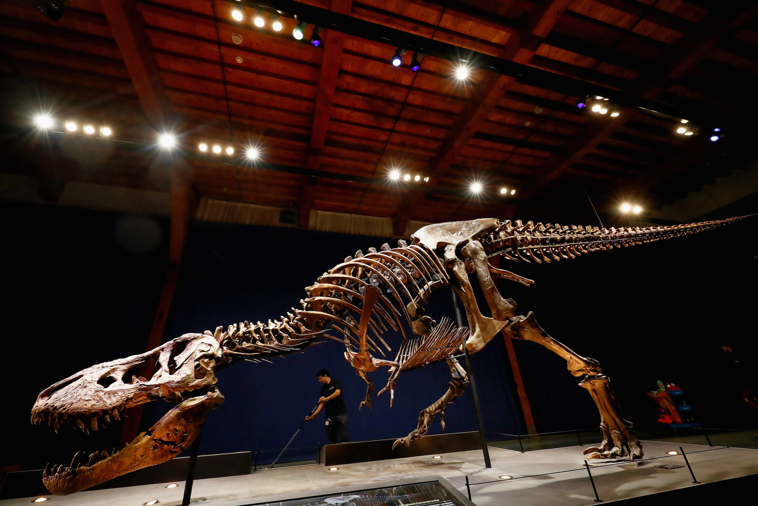 A general view of Trix the female the T-Rex exhibition at the Naturalis or Natural History Museum of Leiden on October 17, 2016 in Leiden, Netherlands. The skeleton of Tyrannosaurus rex was excavated in 2013 in Montana, USA, by Naturalis Biodiversity Center. The fossil is part of the Naturalis collection and is more than 80% of the bone volume present. All essential and high­volume bones are in place. This places Trix in the top 3 ranking of the most complete Tyrannosaurus rex skeletons in the world. In addition, all the bones are extremely well preserved. The quality of this fossil is unmatched by any other large T-Rex find in the world.