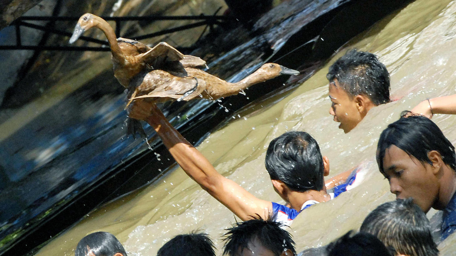 JAKARTA, INDONESIA: Indonesian boys swim on a river to catch ducks as part of game show in Jakarta, 17 August 2006, to celebrate country's 61st independence day anniversary. Outside a house in central Jakarta on the morning of August 17, 1945, a small group of nationalists gathered for a simple ceremony to declare independence for the remains of the former Dutch East Indies empire and Indonesia was born. After three centuries of Dutch colonial rule and three years of Japanese occupation, the world's largest archipelago had been declared one nation, although it was another four years before the Dutch abandoned their attempts to retake their former possession and recognised Indonesia. AFP PHOTO/Bay ISMOYO (Photo credit should read BAY ISMOYO/AFP via Getty Images)