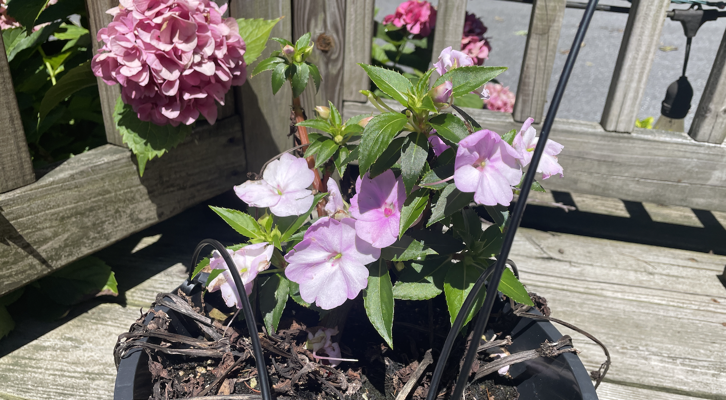A scruffy looking little impatiens plant