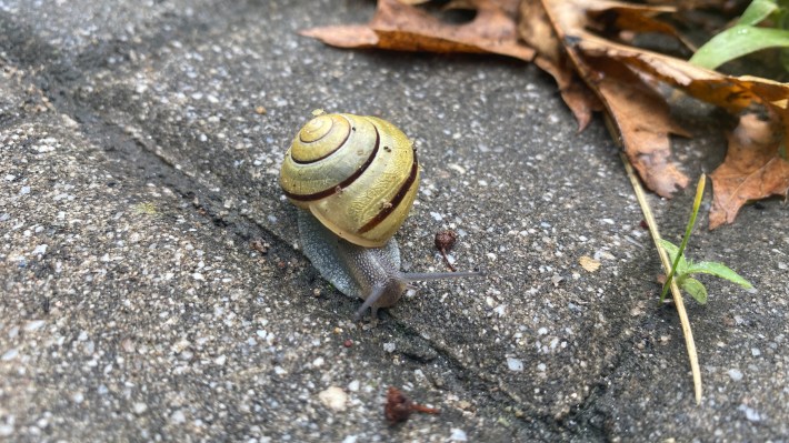 How snail shells are made, some beautiful, strange and weird factoids