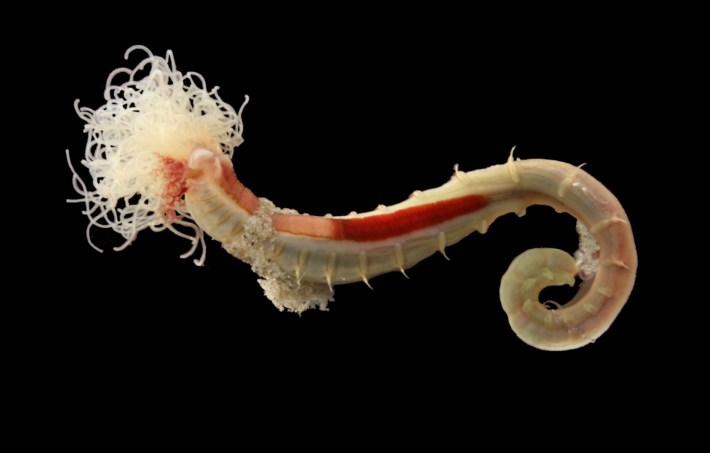The burrowing spaghetti worm Lanice Conchilega, out of its burrow. It has a noodly clump of tentacles on one end and a segmented, worm-like body on the other.