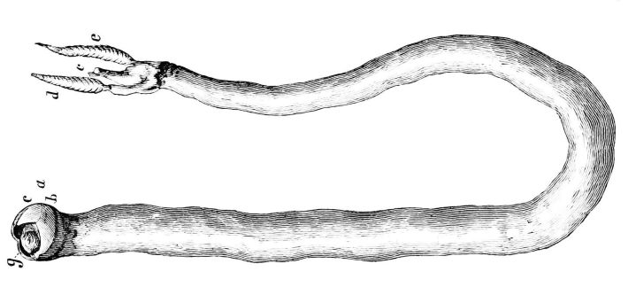 An old scientific illustration of the shipworm Teredo navalis, which looks like a noodle with a tiny clam hat.