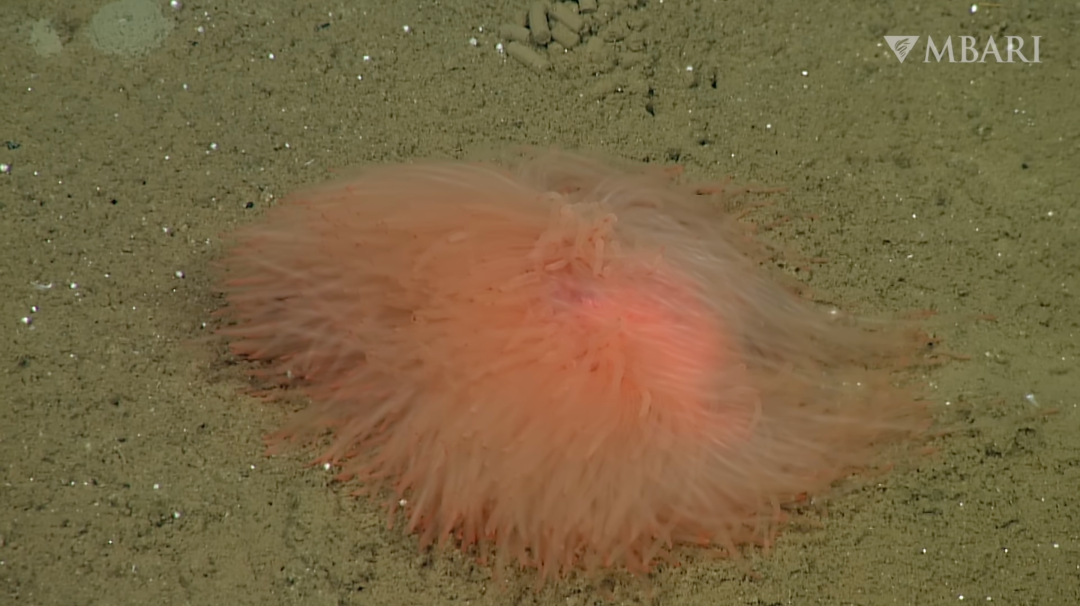 A screenshot of a pink spaghetti worm glimpsed on the deep sea by a Monterey Bay Aquarium Research Institute ROV