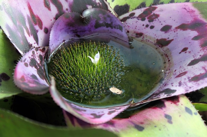 The bromeliad Neoregelia concentrica with a pool of water in its tank