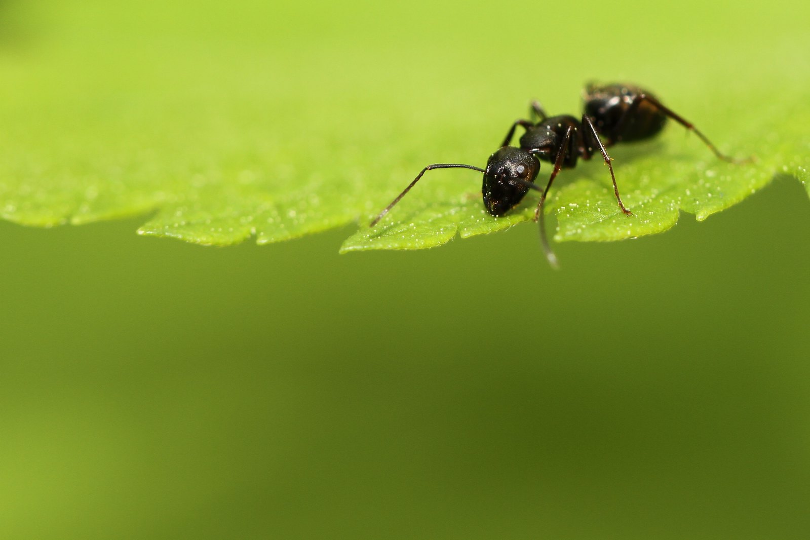A black ant peering over a leaf