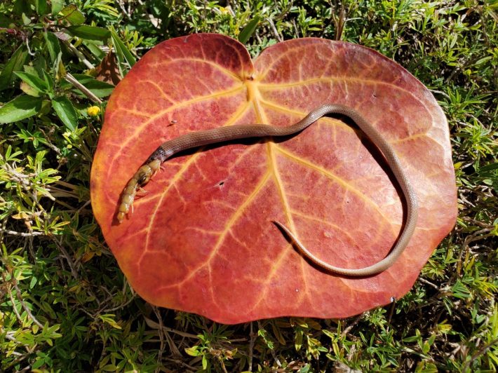 A small pink snake swallowing a too-big centipede posed artfully on a fallen leaf.