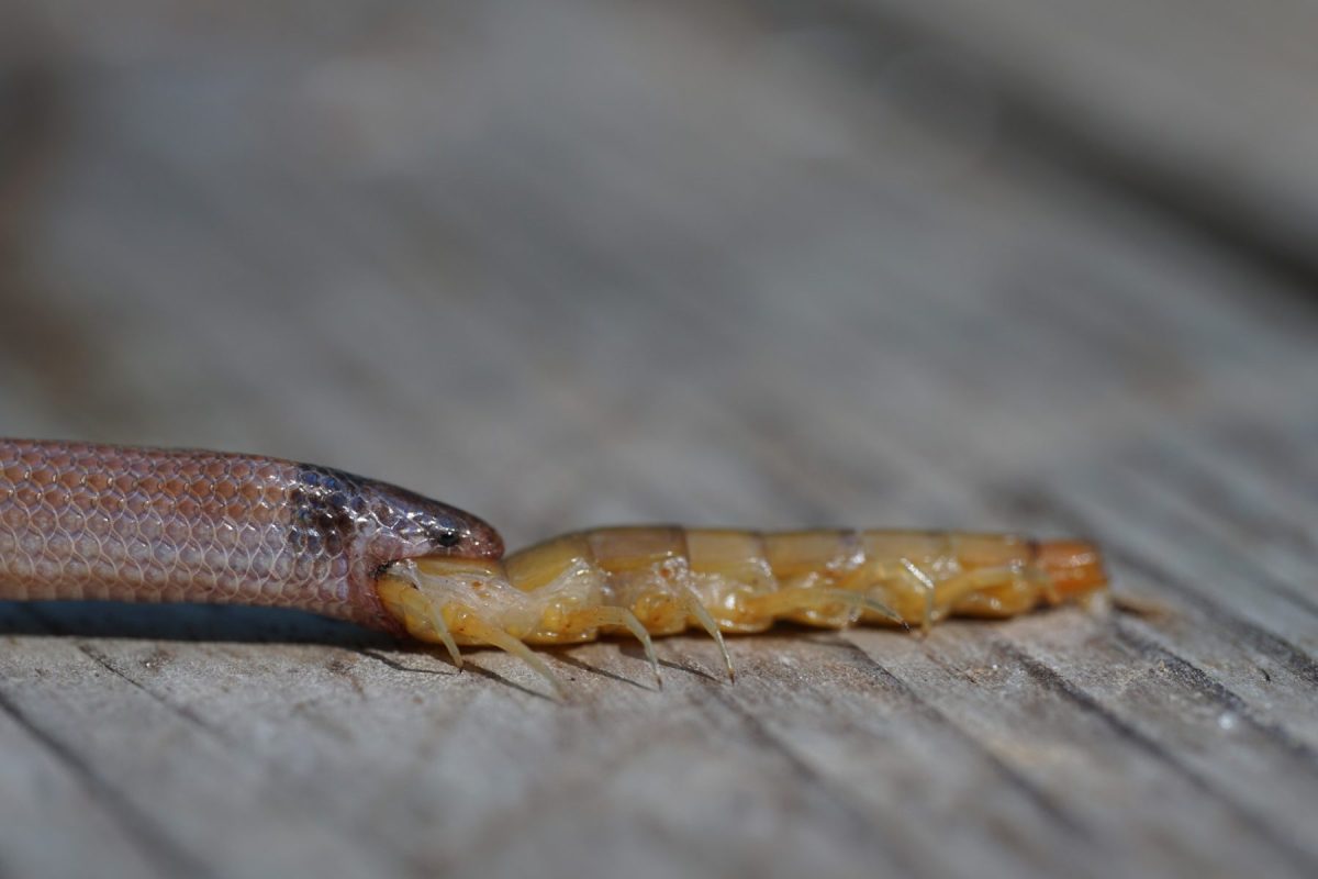 A tiny pink snake attempting to swallow a giant centipede.