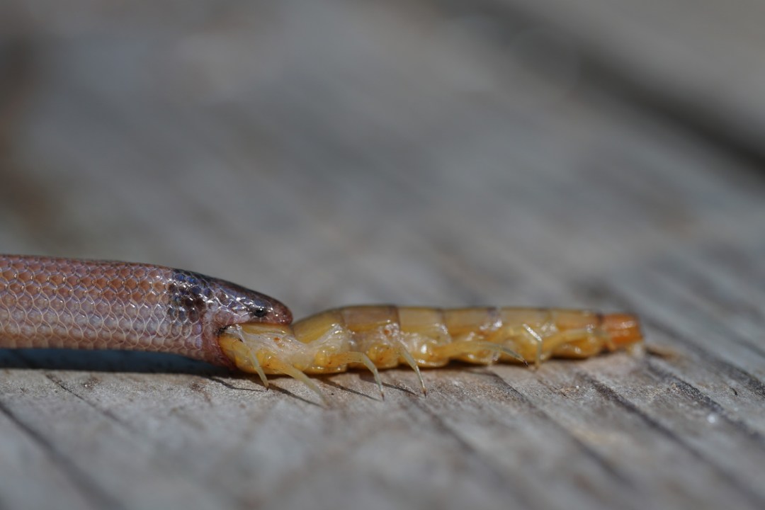 Why Do Snakes Eat Things Big Enough To Kill Them? Defector Flipboard