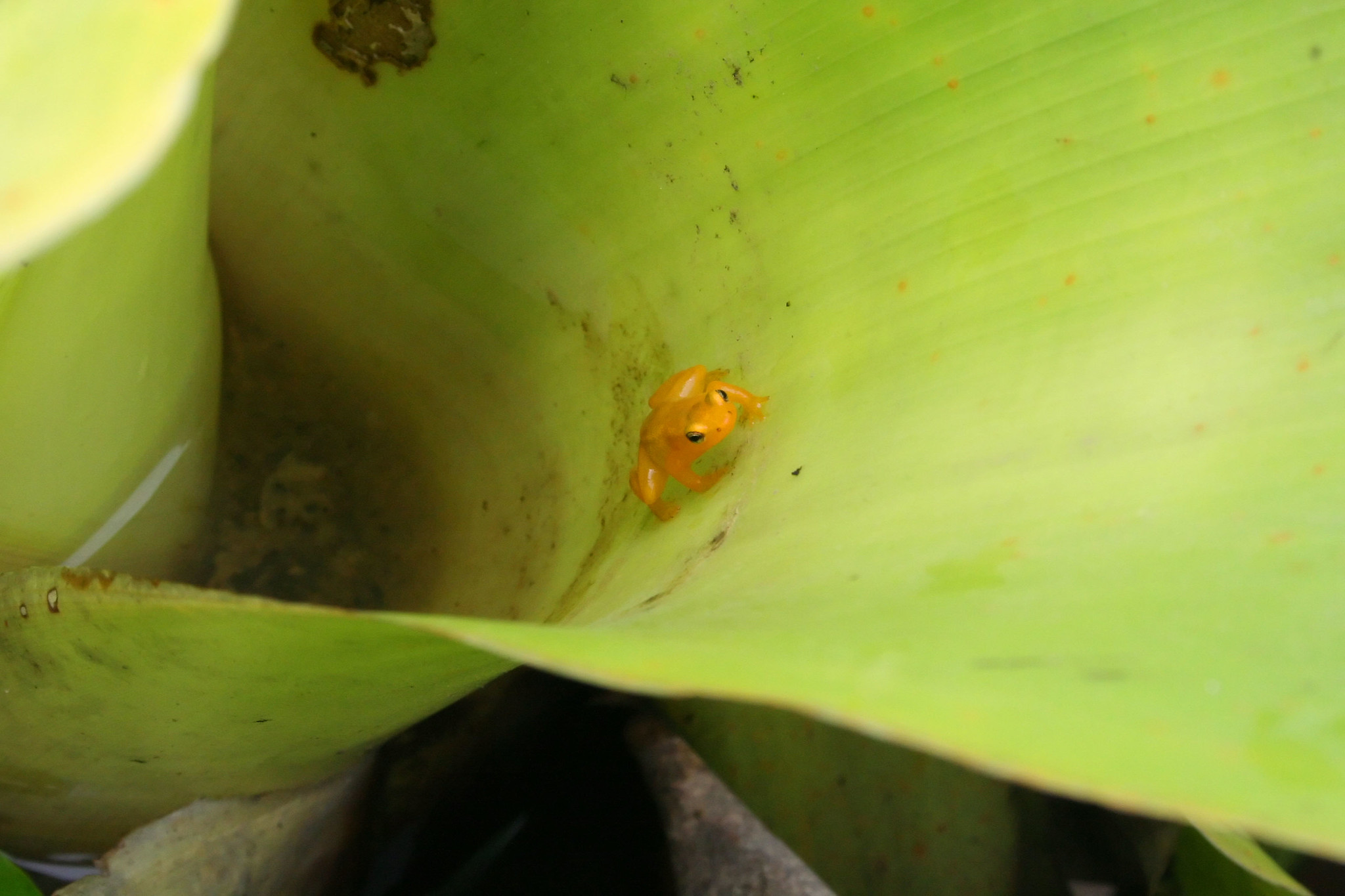 A tiny orange frog sitting by a pool of water inside the leaf of a bromeliad plant.