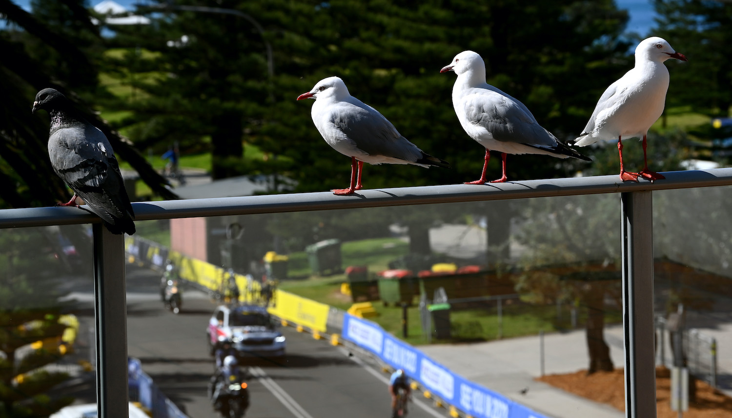 WOLLOGONG, AUSTRALIA - SEPTEMBER 19: Detailed view of birds perched on a railing during the 95th UCI Road World Championships 2022 - Men U23 Individual Time Trial a 28,8km / #Wollongong2022 / on September 19, 2022 in Wollongong, Australia. (Photo by Tim de Waele/Getty Images)