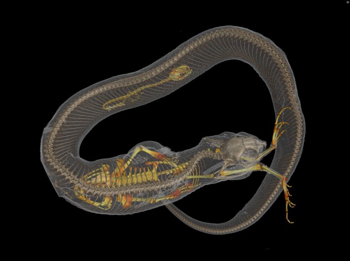 A CT scan of a hognose snake that died swallowing a big frog.