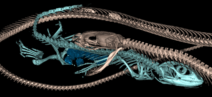 A CT scan showing a skeleton of an eastern racer snake swallowing an eastern fence lizard