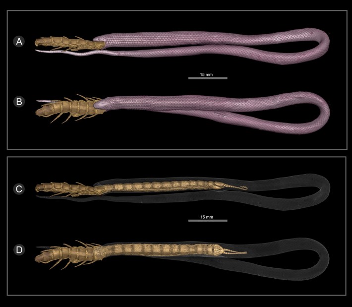 CT scans of a tantilla oolitica snake swallowing a giant centipede, with scans showing the exterior and interior of the snake.